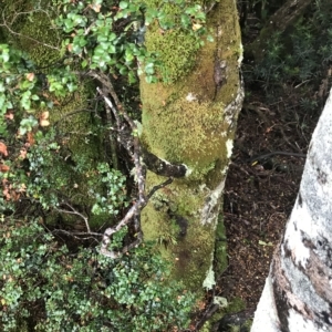 Nothofagus cunninghamii at Cape Pillar, TAS - 13 Apr 2023 09:15 AM