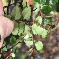 Nothofagus cunninghamii at Cape Pillar, TAS - 13 Apr 2023