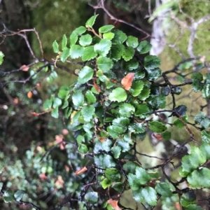 Nothofagus cunninghamii at Cape Pillar, TAS - 13 Apr 2023 09:15 AM