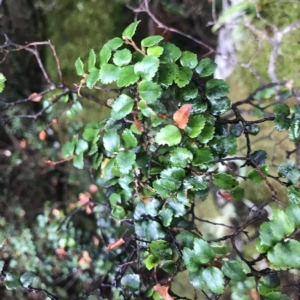 Nothofagus cunninghamii at Cape Pillar, TAS - 13 Apr 2023