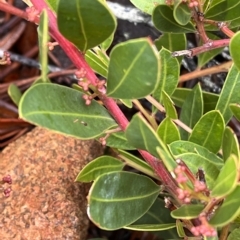 Acacia myrtifolia at Cape Pillar, TAS - 12 Apr 2023