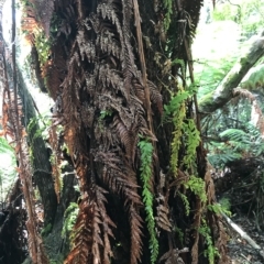 Tmesipteris obliqua (Long Fork Fern) at Cape Pillar, TAS - 13 Apr 2023 by MattFox