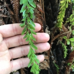 Tmesipteris obliqua at Cape Pillar, TAS - 13 Apr 2023