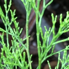 Callitris rhomboidea at Fortescue, TAS - 13 Apr 2023