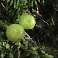 Unidentified Fungus at Tasman National Park - 12 Apr 2023 by MattFox