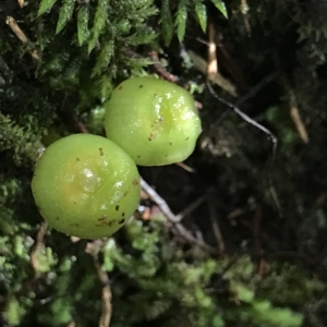 Hygrocybe sp. at Fortescue, TAS - 13 Apr 2023