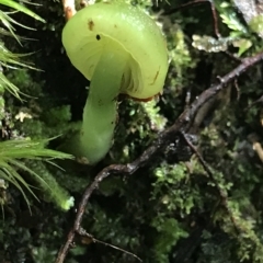 Hygrocybe sp. at Fortescue, TAS - 13 Apr 2023