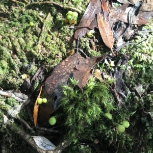 Hygrocybe sp. at Fortescue, TAS - 13 Apr 2023