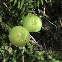 Hygrocybe sp. at Fortescue, TAS - 13 Apr 2023