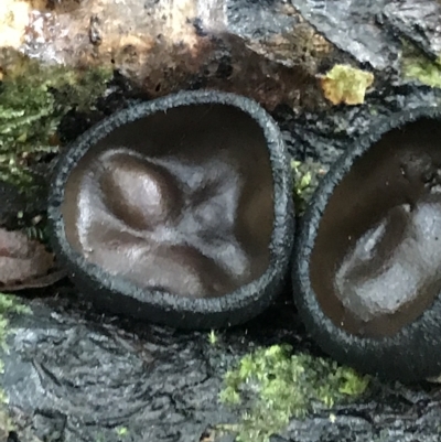 Unidentified Fungus at Fortescue, TAS - 13 Apr 2023 by MattFox