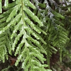 Notogrammitis heterophylla (Gipsy Fern) at Cape Pillar, TAS - 13 Apr 2023 by MattFox