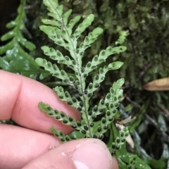 Notogrammitis heterophylla at Cape Pillar, TAS - suppressed