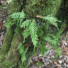 Notogrammitis heterophylla at Cape Pillar, TAS - suppressed