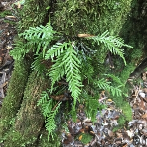 Notogrammitis heterophylla at Cape Pillar, TAS - suppressed