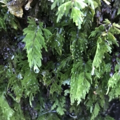 Hymenophyllum flabellatum (Shiny Filmy Fern) at Cape Pillar, TAS - 12 Apr 2023 by MattFox