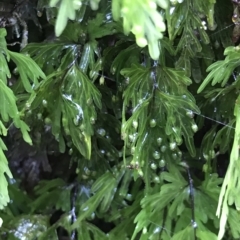 Hymenophyllum flabellatum at Cape Pillar, TAS - 13 Apr 2023