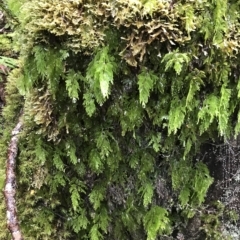 Hymenophyllum flabellatum at Cape Pillar, TAS - 13 Apr 2023