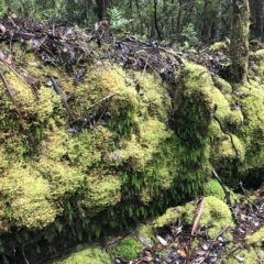 Hymenophyllum flabellatum at Cape Pillar, TAS - 13 Apr 2023 09:32 AM