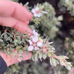 Leptospermum sp. at Cape Pillar, TAS - 12 Apr 2023 by MattFox