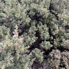 Leptospermum lanigerum at Tasman National Park - 12 Apr 2023 11:35 AM