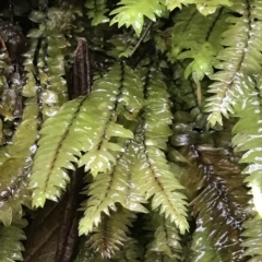 Hymenophyllum sp. at Tasman National Park - 12 Apr 2023 by MattFox