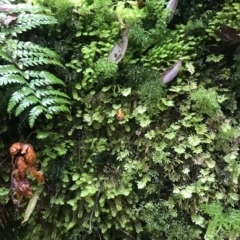 Unverified at suppressed - suppressed