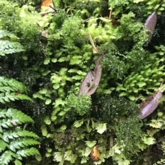 Unverified at suppressed - suppressed