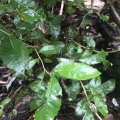 Olearia argophylla at Cape Pillar, TAS - 11 Apr 2023 03:30 PM