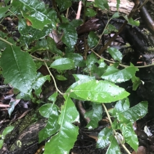 Olearia argophylla at Cape Pillar, TAS - 11 Apr 2023