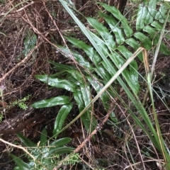 Blechnum wattsii (Hard Water Fern) at Tasman National Park - 11 Apr 2023 by MattFox