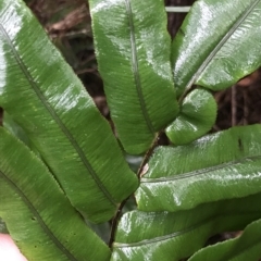 Blechnum wattsii at Cape Pillar, TAS - 11 Apr 2023 03:18 PM