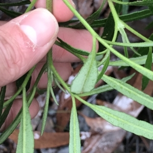 Zieria arborescens at Cape Pillar, TAS - 11 Apr 2023 02:46 PM