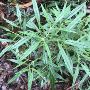 Zieria arborescens at Cape Pillar, TAS - 11 Apr 2023 02:46 PM