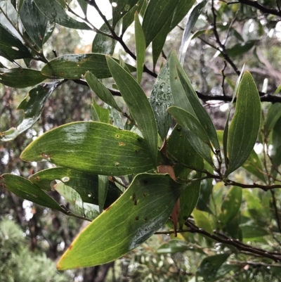 Acacia melanoxylon (Blackwood) at Tasman National Park - 11 Apr 2023 by MattFox