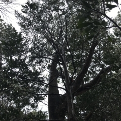 Acacia melanoxylon at Cape Pillar, TAS - 11 Apr 2023 01:01 PM