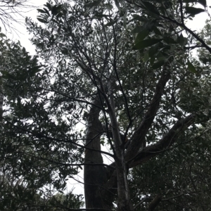 Acacia melanoxylon at Cape Pillar, TAS - 11 Apr 2023