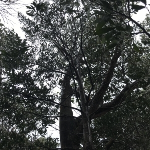 Acacia melanoxylon at Cape Pillar, TAS - 11 Apr 2023 01:01 PM