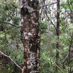 Acacia melanoxylon at Cape Pillar, TAS - 11 Apr 2023
