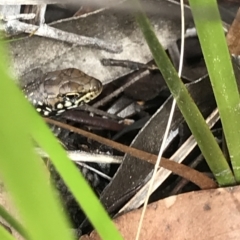 Unidentified Skink at Cape Pillar, TAS - 13 Apr 2023 by MattFox