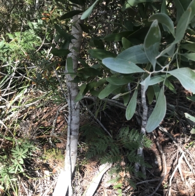 Acacia melanoxylon (Blackwood) at Tasman National Park - 13 Apr 2023 by MattFox