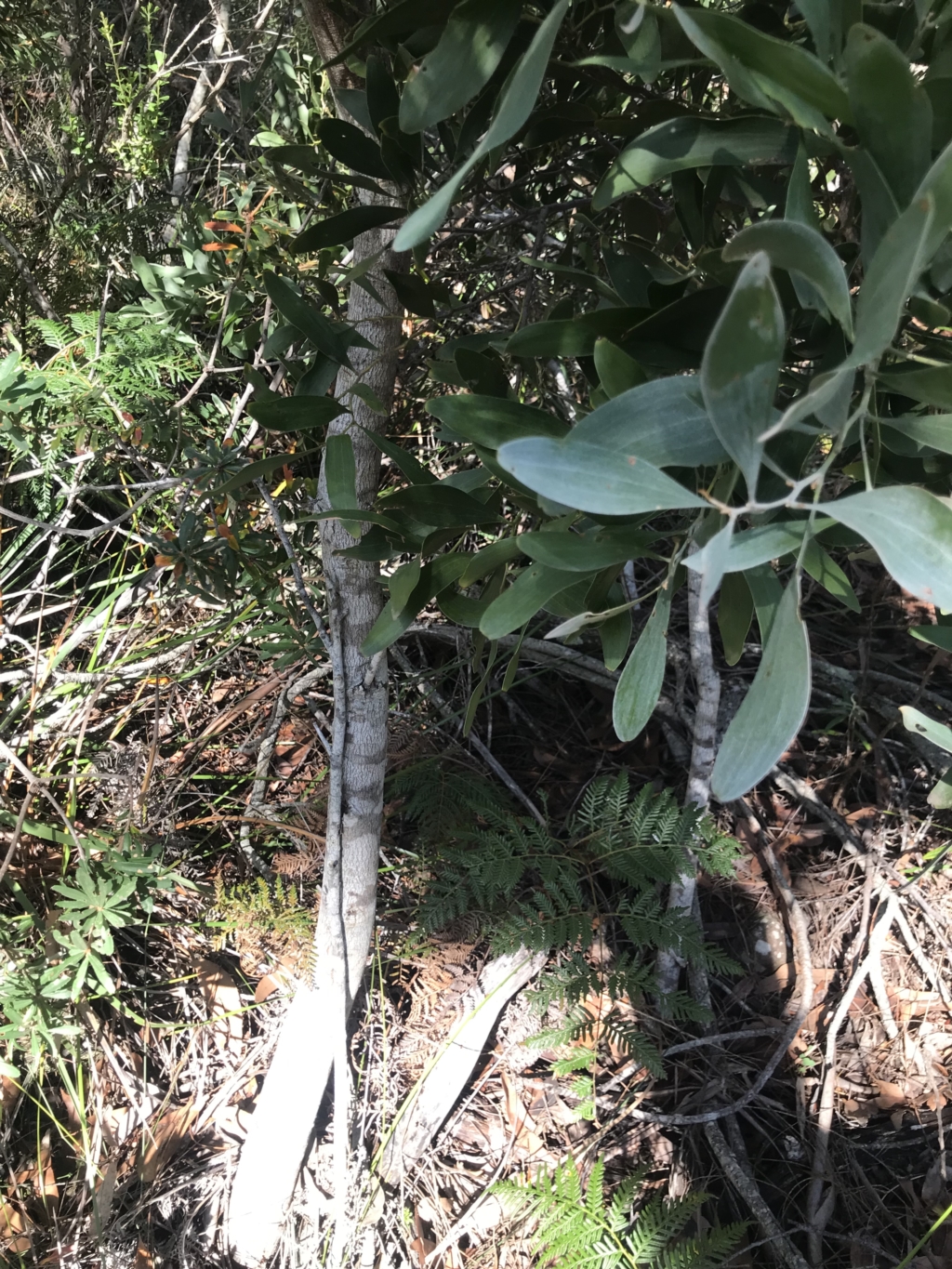 Acacia melanoxylon at Fortescue, TAS - 13 Apr 2023