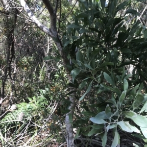 Acacia melanoxylon at Fortescue, TAS - 13 Apr 2023