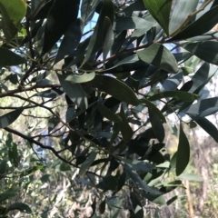 Acacia melanoxylon at Fortescue, TAS - 13 Apr 2023