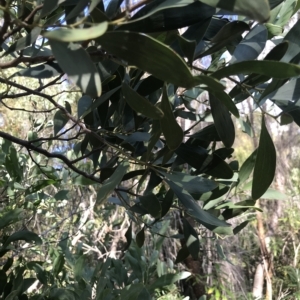 Acacia melanoxylon at Fortescue, TAS - 13 Apr 2023