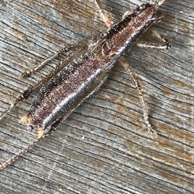 Unidentified Grasshopper, Cricket or Katydid (Orthoptera) at Tasman National Park - 12 Apr 2023 by MattFox