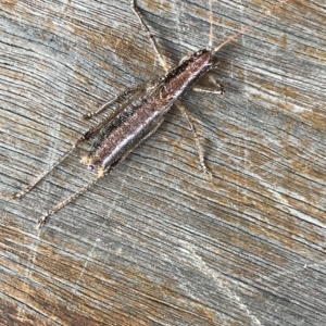 Coptaspis lateralis at Cape Pillar, TAS - 13 Apr 2023 08:12 AM