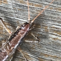 Coptaspis lateralis at Cape Pillar, TAS - 13 Apr 2023