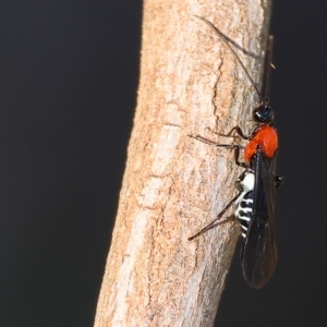 Braconidae (family) at Wodonga, VIC - 22 Apr 2023 10:38 AM