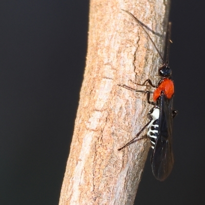 Braconidae (family) (Unidentified braconid wasp) at Clyde Cameron Reserve - 22 Apr 2023 by KylieWaldon