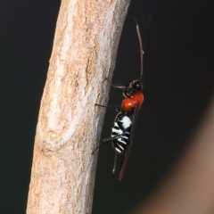 Braconidae (family) at Wodonga, VIC - 22 Apr 2023 10:38 AM